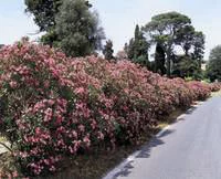 Fonctionnel au jardin:Laurier rose (Nerium Oleander) 125/150. Le pot de 35 litres