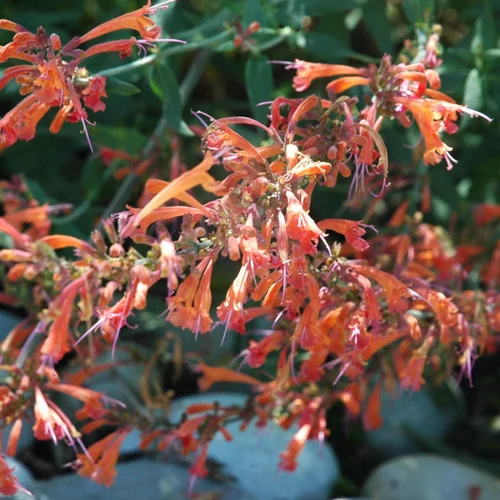 Pour tous vos projets extérieurs:Agastache Variée. Le pot de 2 litres