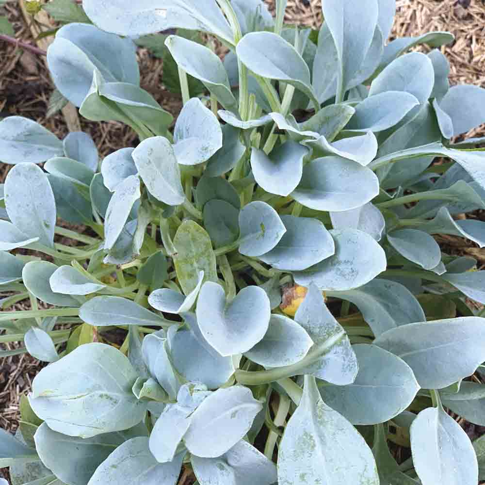 MERTENSIA MARITIMA OU PLANTE HUÎTRE AB