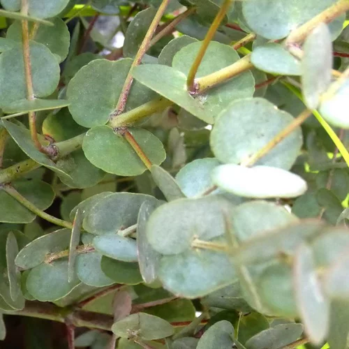 Choix extérieur：Eucalyptus Gunnii - Le pot de 0,5 litre