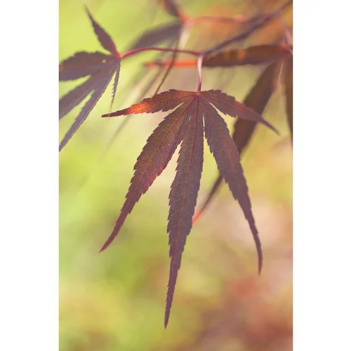 L’essentiel pour le jardin：Erable du Japon (ACER PALMATUM ATROLINEARE ) Le pot de 110 litres