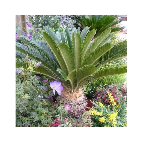 Pour organiser vos extérieurs：Cycas Revoluta vert. Ø 36 cm, 150/160 cm