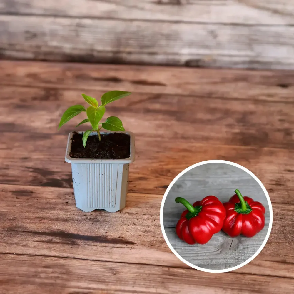 PIMENT DOUX TOMATE AB - PLANT