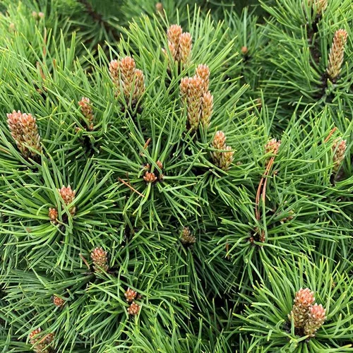 Sélection pour votre jardin:Pin noir nain (Pinus Nigra) Marie Bregeon 20/30. Le pot de 3 litres