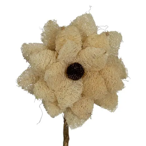 Pour équiper vos extérieurs：Fleur de luffa nature blanchie - Ø 15 x H 75 cm