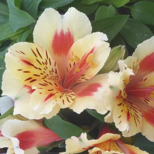 Extérieur qualité:Alstroemère panaché à fleurs multicolores (Lis du Pérou) - Le pot de 3 litres