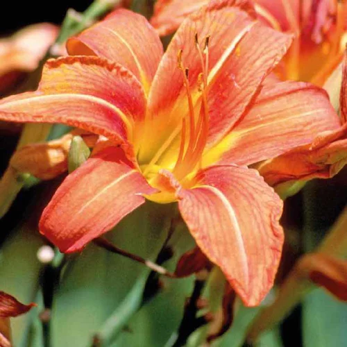 Jardin actuel:Hemerocallis - Le pot de 5 litres
