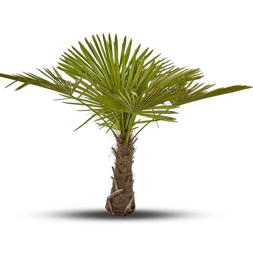 L’allié de vos extérieurs:Palmier Trachycarpus Excelsa en pot de 3 L
