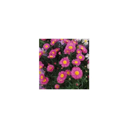 Idéal pour votre jardin：Aster Dumosus rose. La barquette de 6 plants