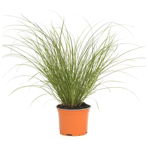 Facile extérieur:Carex Testacea Prairie Fire orange botanic®. Le pot de 2 litres