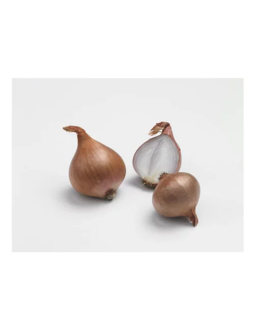 Jardin quotidien：Échalotte Biztro AB bio calibre 7/15 botanic® bulbes à planter - Le filet de 500 g