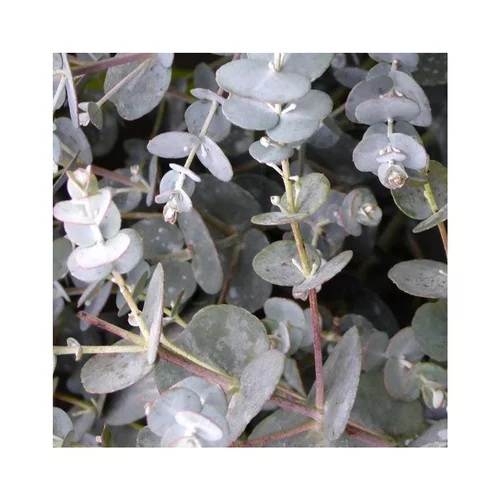 Essentiel maison:Eucalyptus Gunnii coloris bleu. Le pot de 2,5 litres