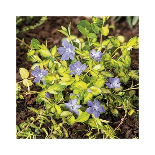 Jardin solution:Petite Pervenche Panachée Illumination ‘Cahill’ - Le pot de 3 litres