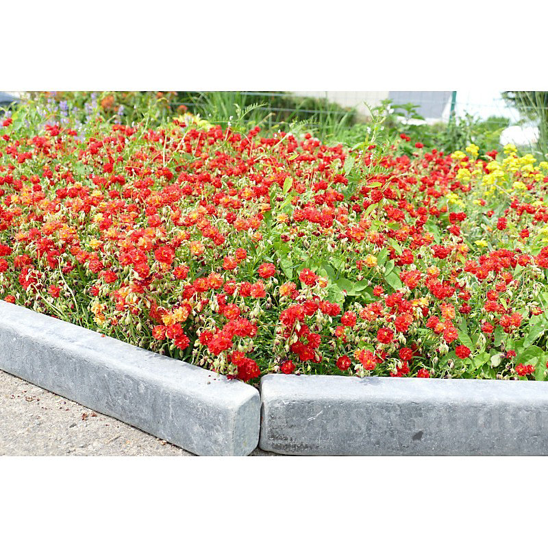 Bordure Ardoise Patinée XL 50 cm – Pack 40 pièces, 20 mètres