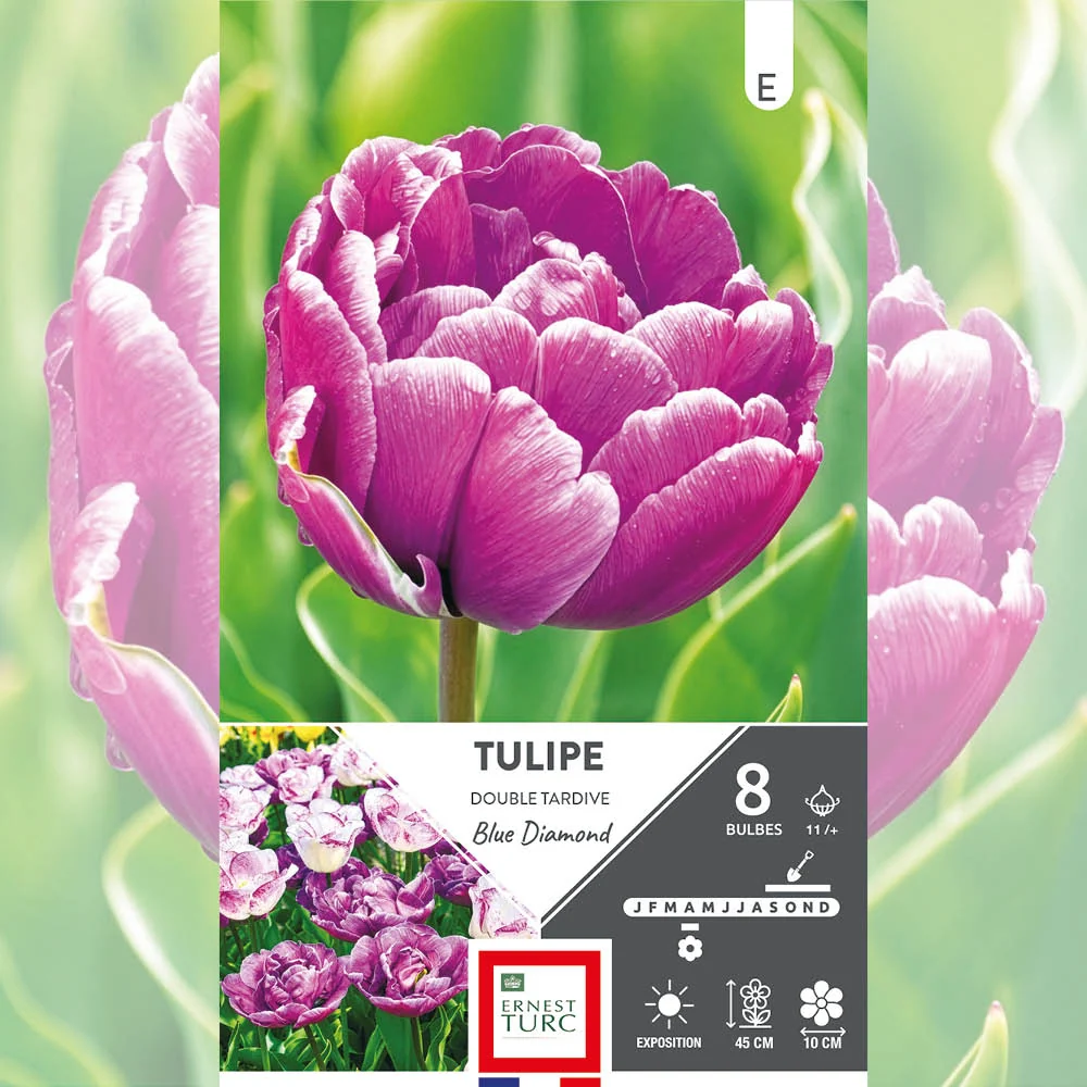 TULIPE DOUBLE TARDIVE BLUE DIAMOND