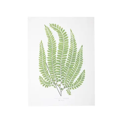 Jardin loisirs:Affiche fougère Adiantum Pubescens - 30 x 40 cm