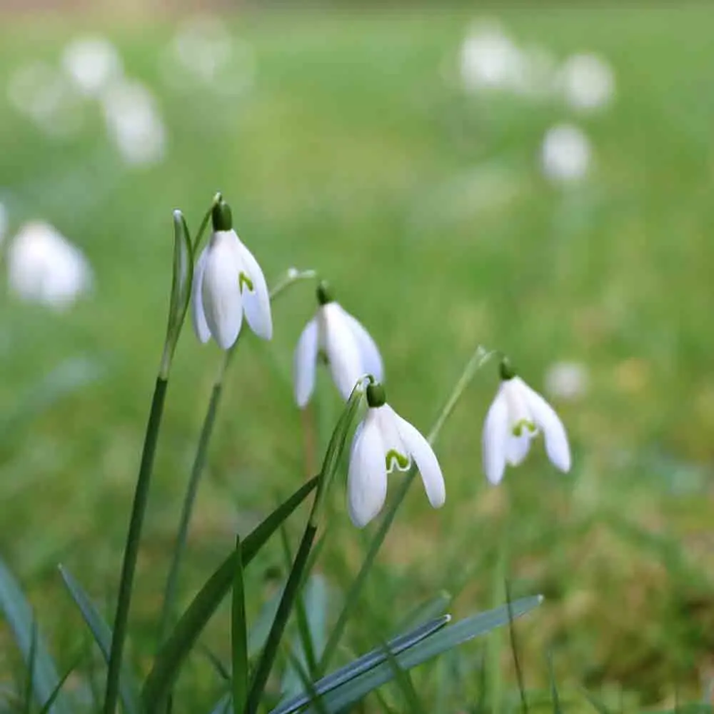 PERCE NEIGE SNOWDROPS