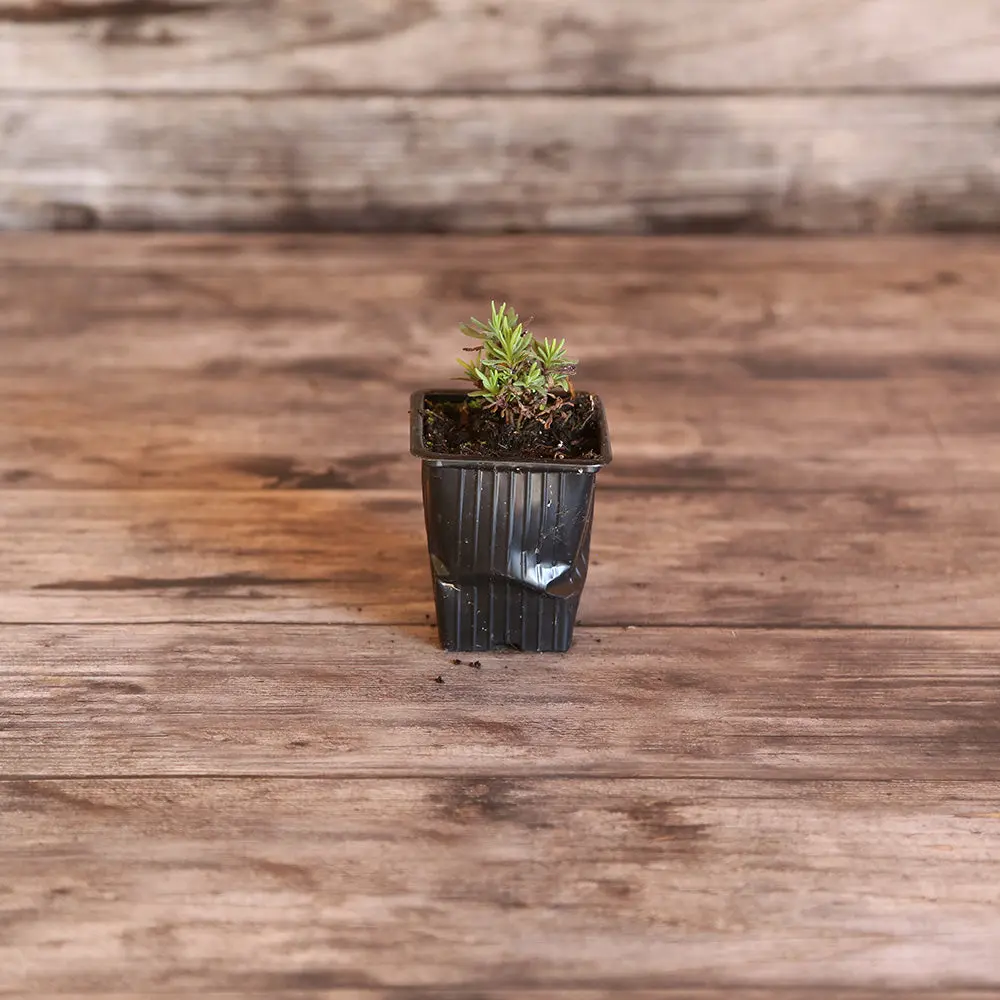 LAVANDE OFFICINALE AB - PLANT