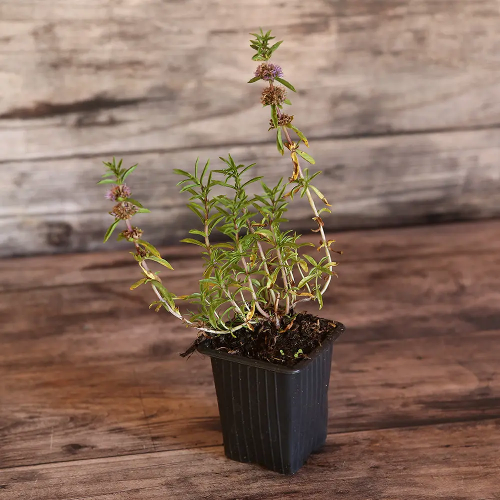 MENTHE DES CERFS AB - PLANT