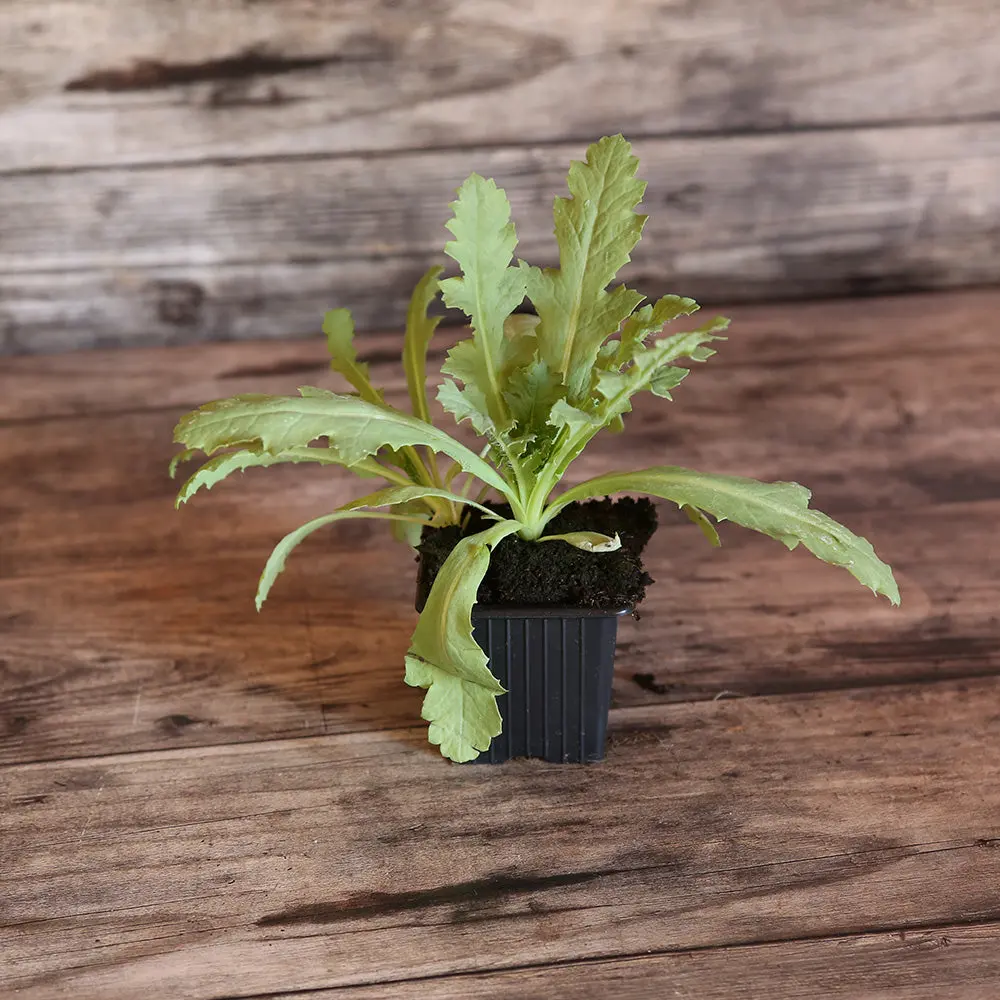 PAVOT LAUREN'S GRAPE AB - PLANT