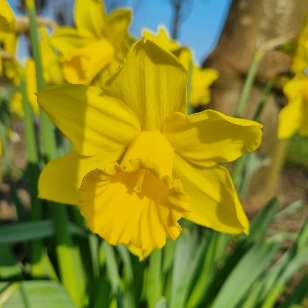 NARCISSE RIJNVELD'S EARLY SENSATION AB