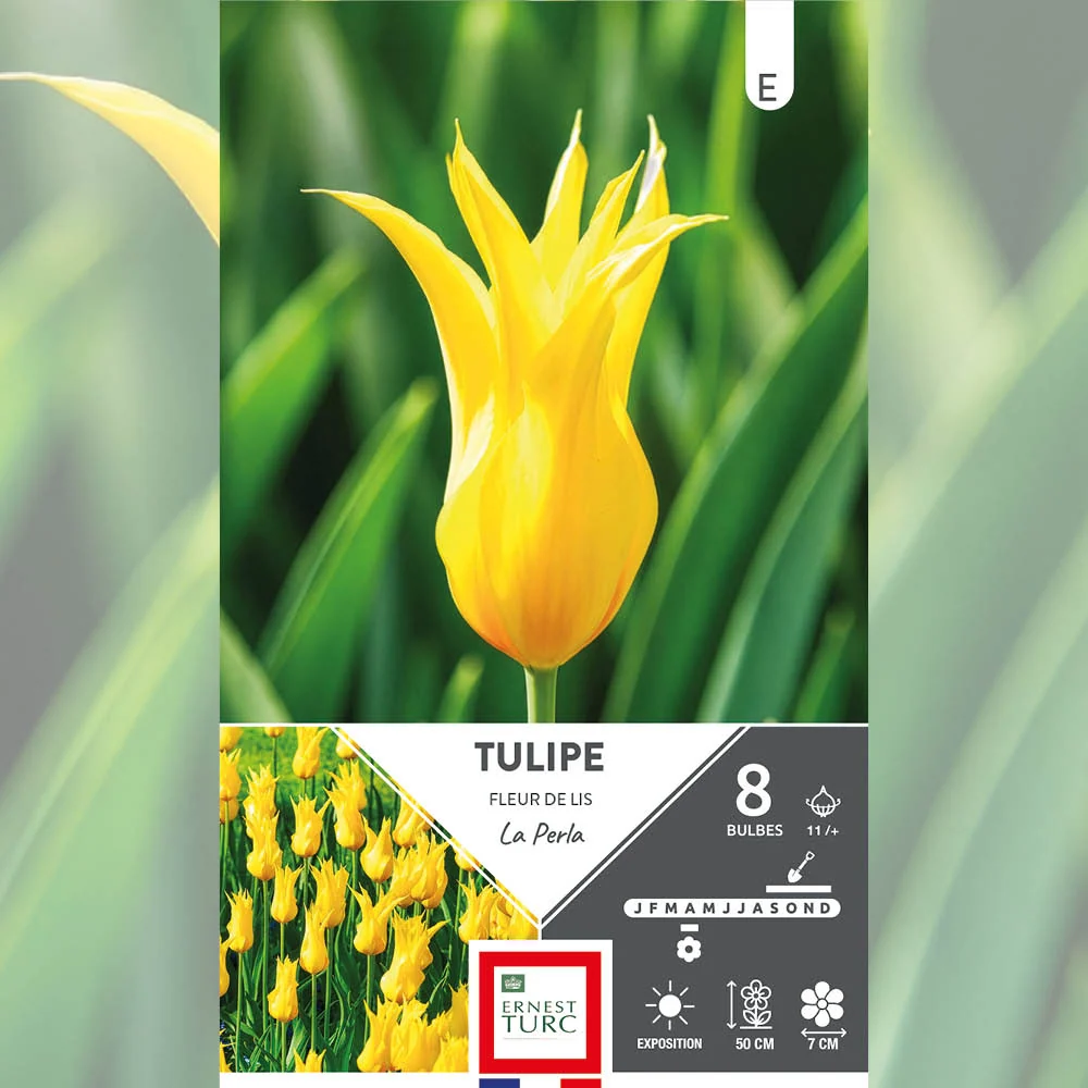 TULIPE FLEUR DE LIS LA PERLA