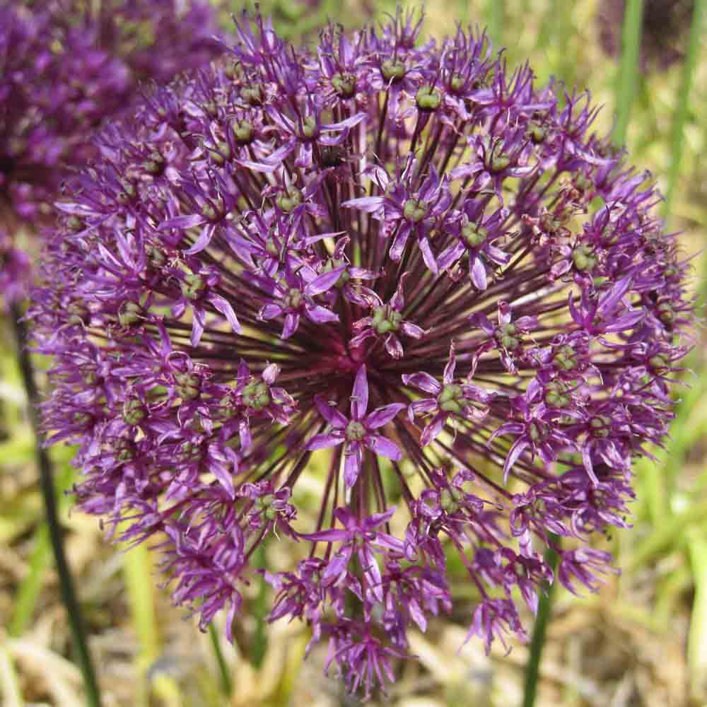ALLIUM AFLATUNENSE 'PURPLE SENSATION' AB