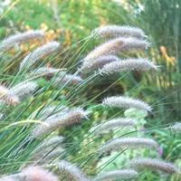 Tendance jardin:Pennisetum Alop.Hameln - Le pot de 2 litres