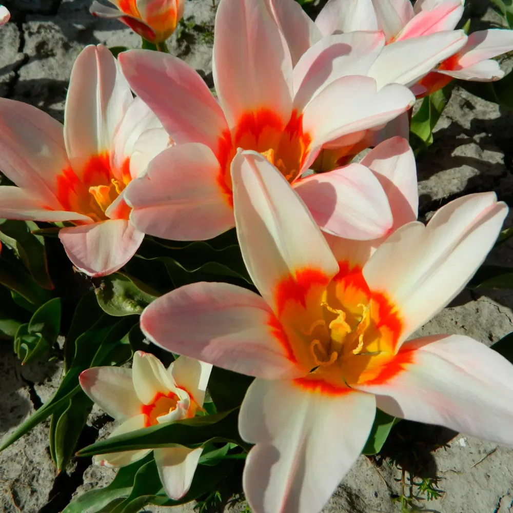 TULIPE ANCILLA AB