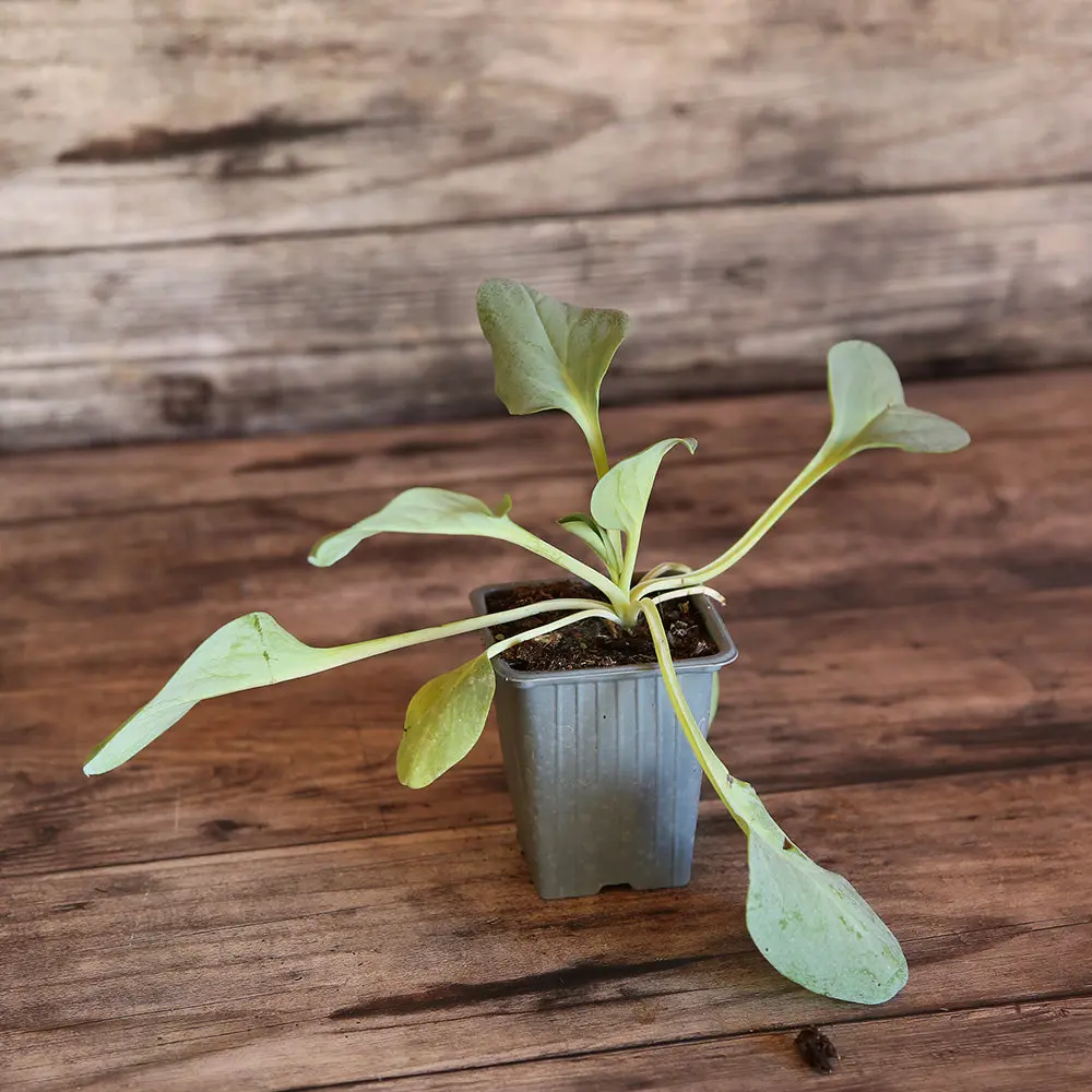 MERTENSIA OU PLANTE À HUÎTRE - PLANT