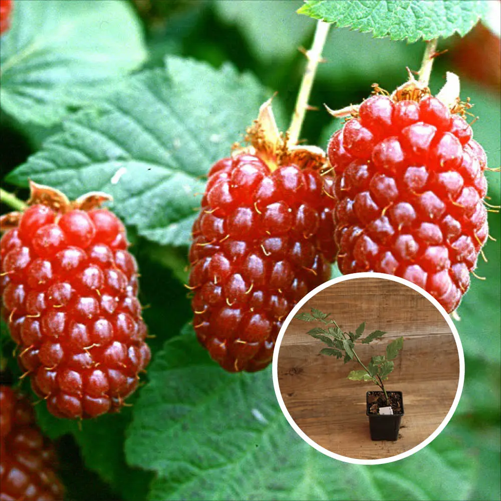 MÛRIER TAYBERRY AB - PLANT