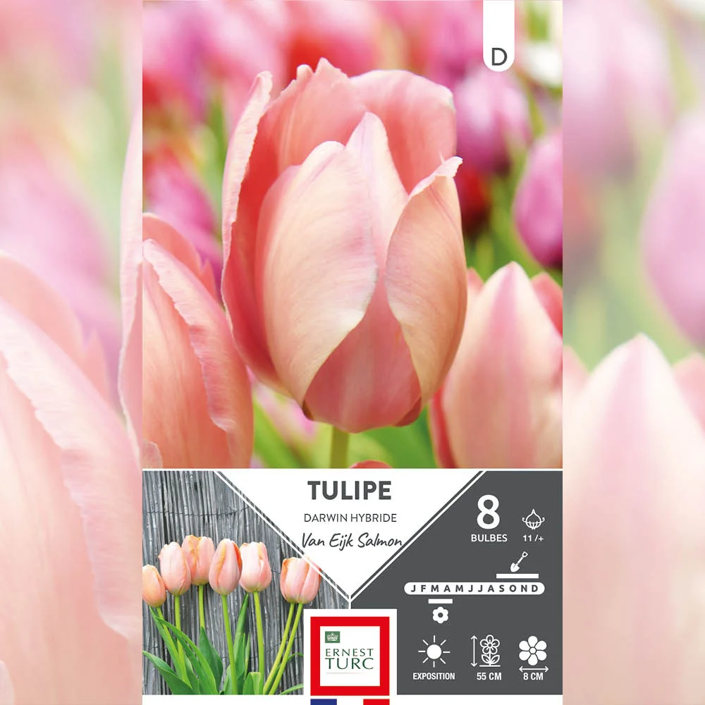 TULIPE DARWIN HYBRIDE SALMON VAN EIJK