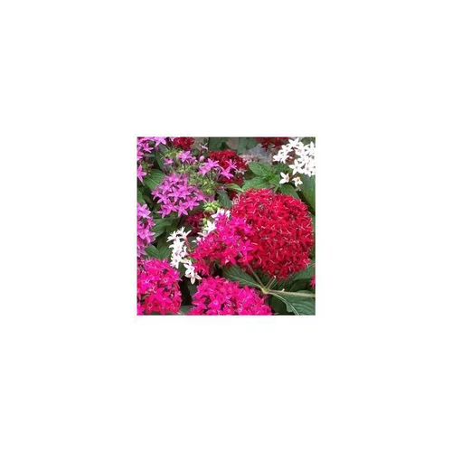 Pour aménager le jardin:Pentas - La jardinière de 40 cm