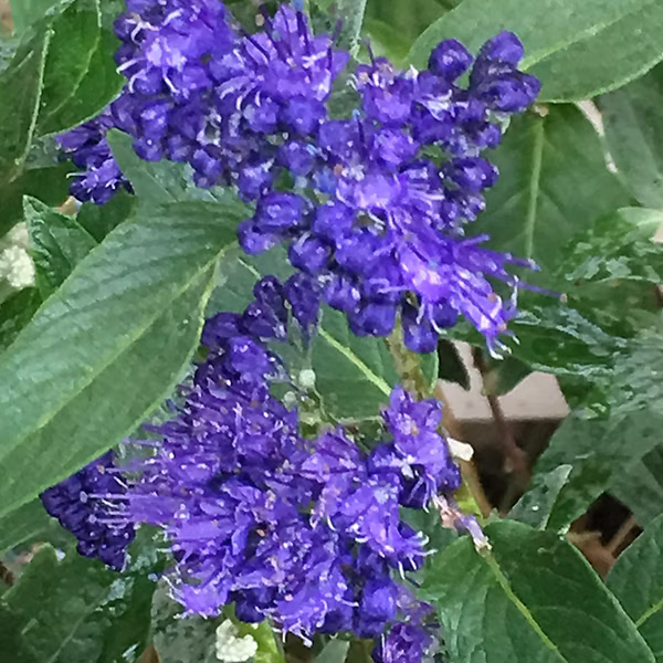 2 x Spirée bleue 'Heavenly Blue' – Caryopteris clandonensis 'Heavenly Blue', 40, 50 cm pot