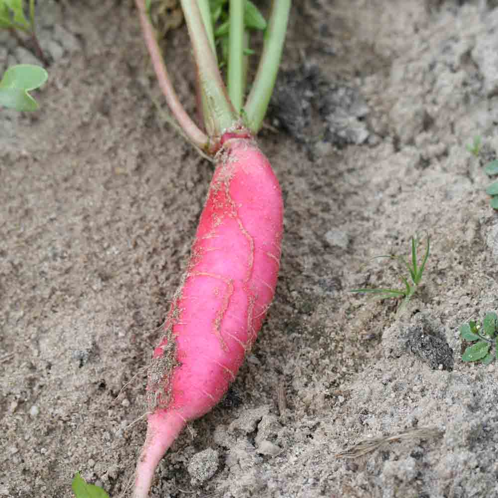 RADIS ROSE D´HIVER DE CHINE AB