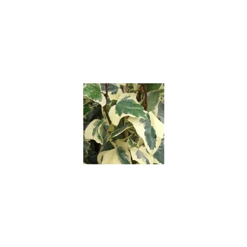 Univers jardin:Lierre Gloire de Marengo - Le pot de 10.5 cm