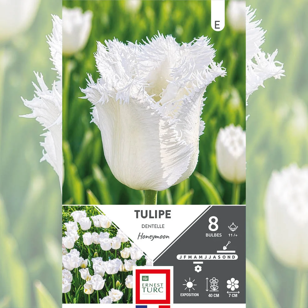 TULIPE DENTELLE HONEYMOON