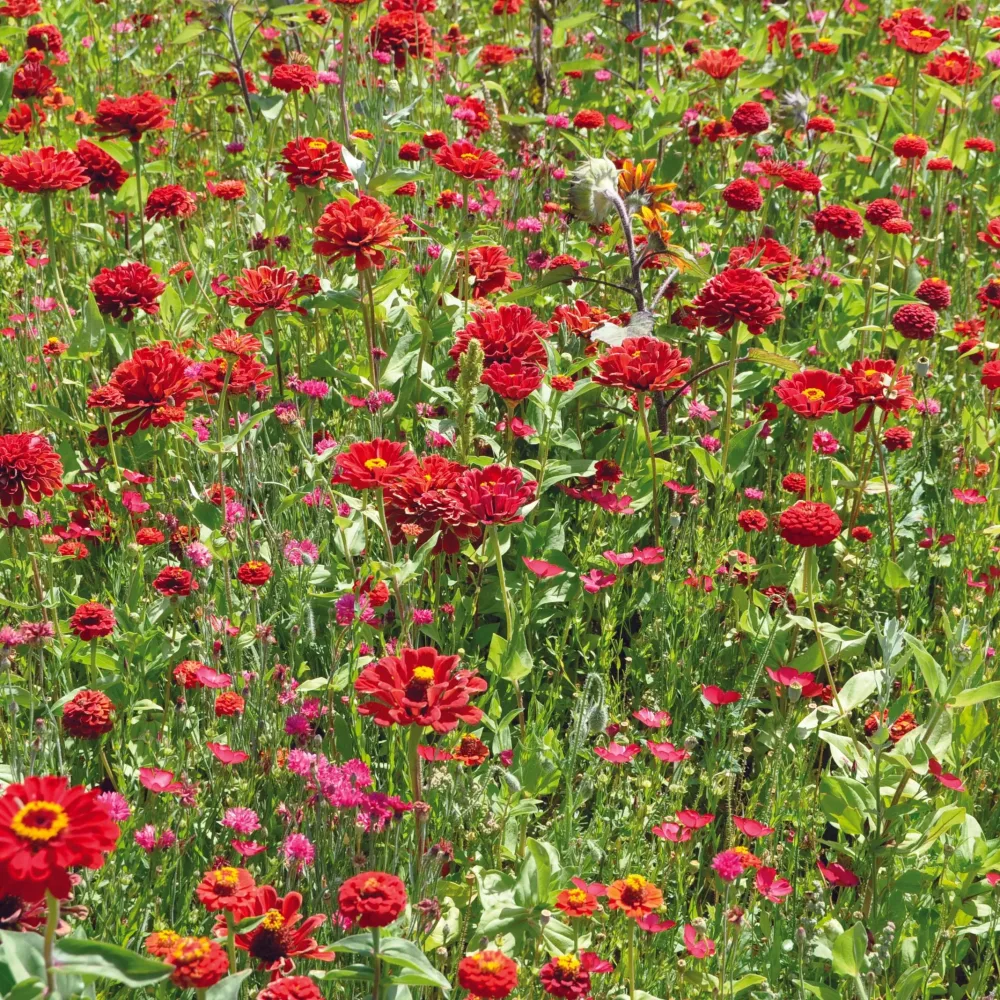 MÉLANGE FLEURI - CAMAÏEU ROUGE NT