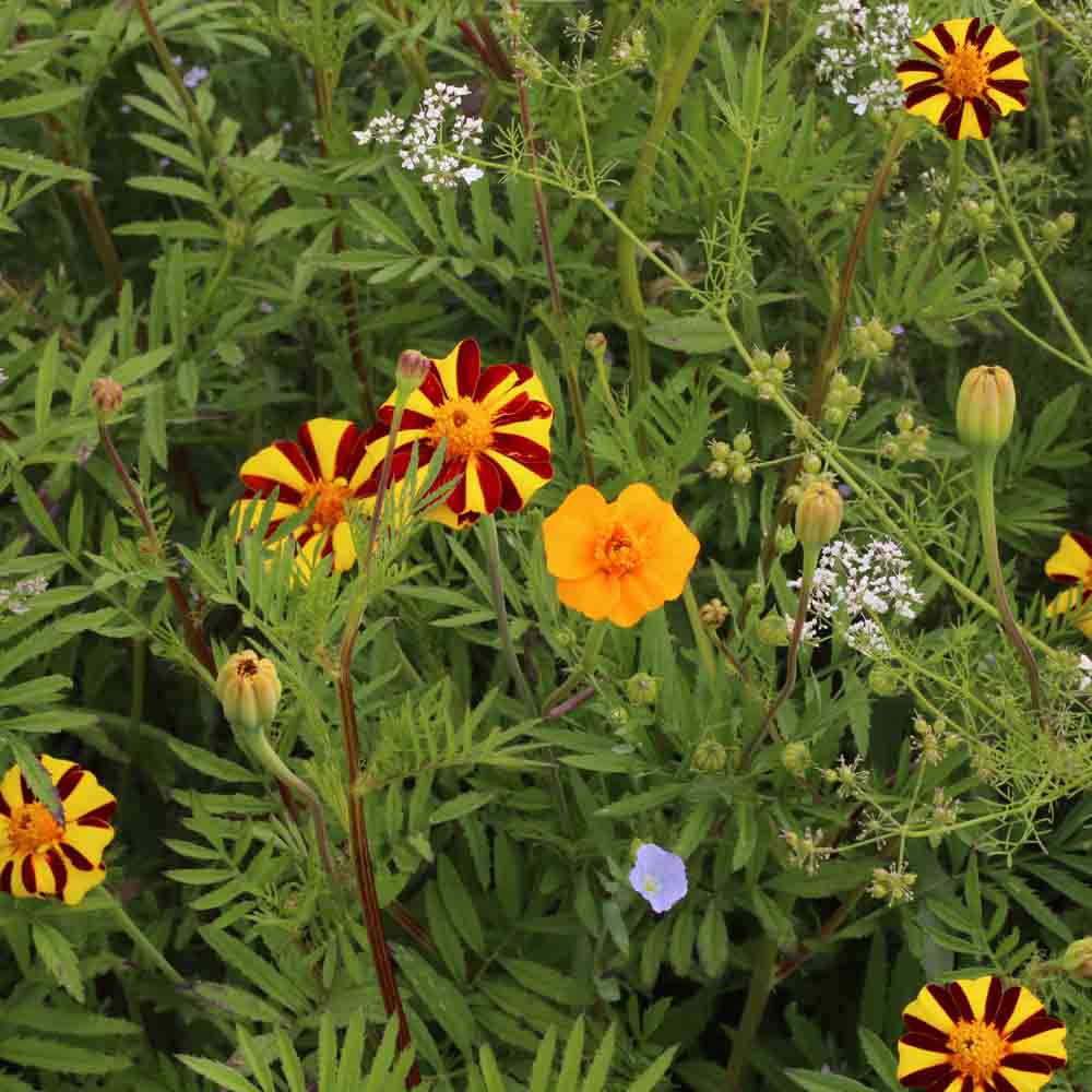 MÉLANGE FLEURI - ANTI-DORYPHORES NT