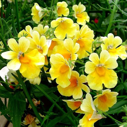 Jardin & équipement：Némésia Sunsatia - Le pot de Ø 9-12 cm