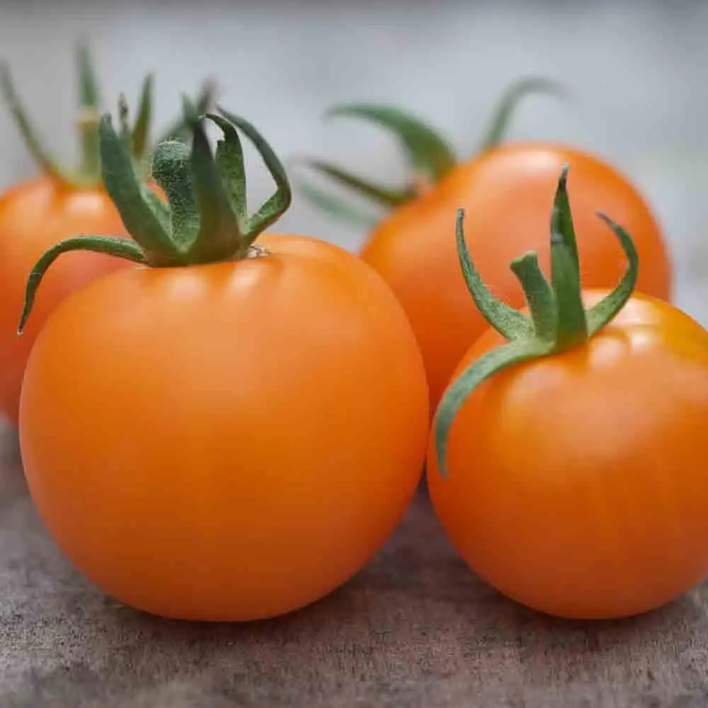 TOMATE ORANGE BOURGOIN AB