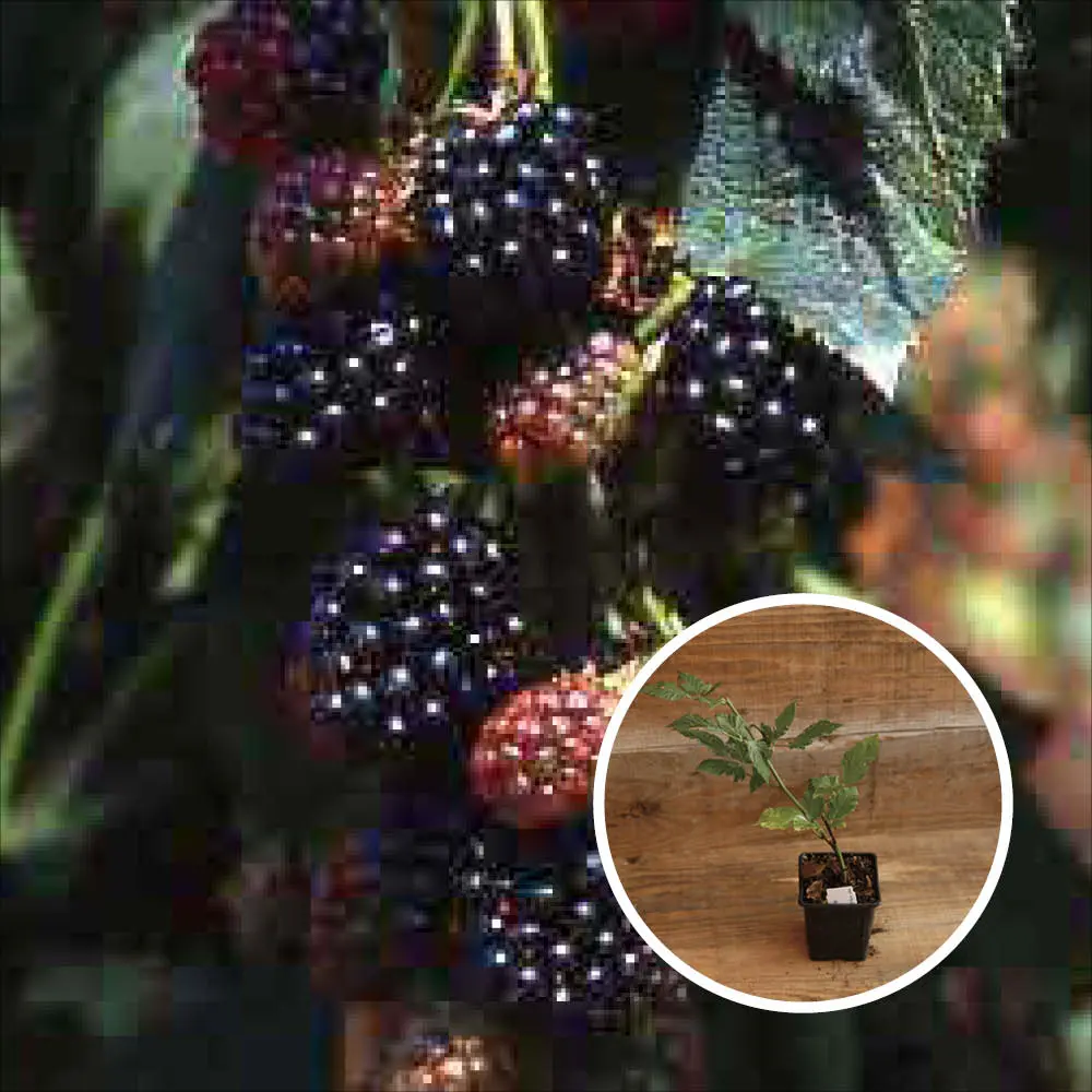 MÛRIER THORNLESS EVERGREEN AB - PLANT