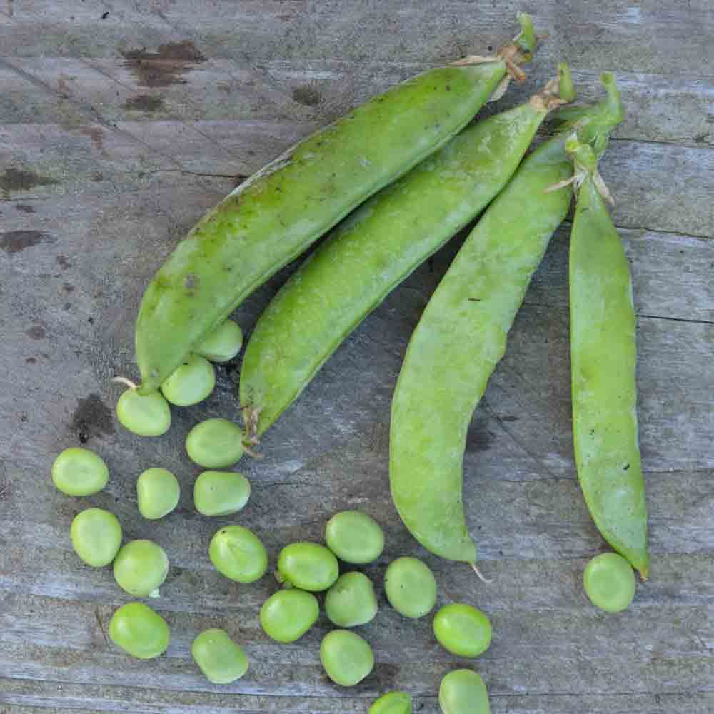 POIS NAIN PETIT PROVENCAL GRAIN ROND A ECOSSER AB