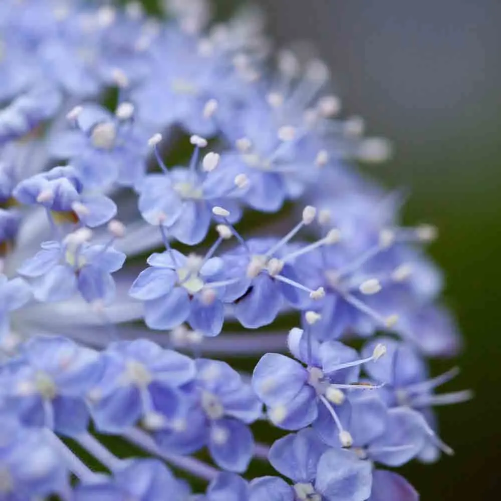 TRACHYMENE LACYBLUE AB