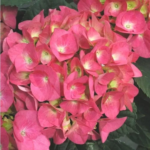 Parfait pour le jardin：Hortensia varié. Le pot de 7,5 litres