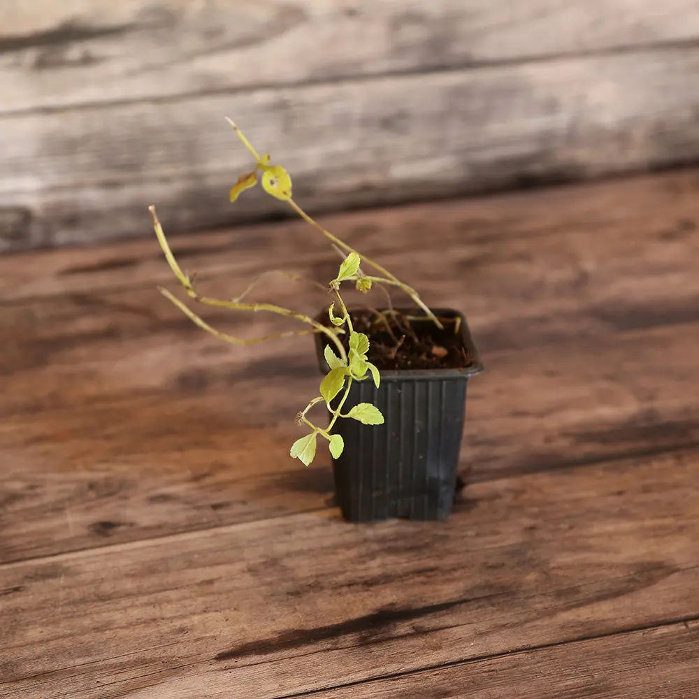 MENTHE BANANE AB - PLANT