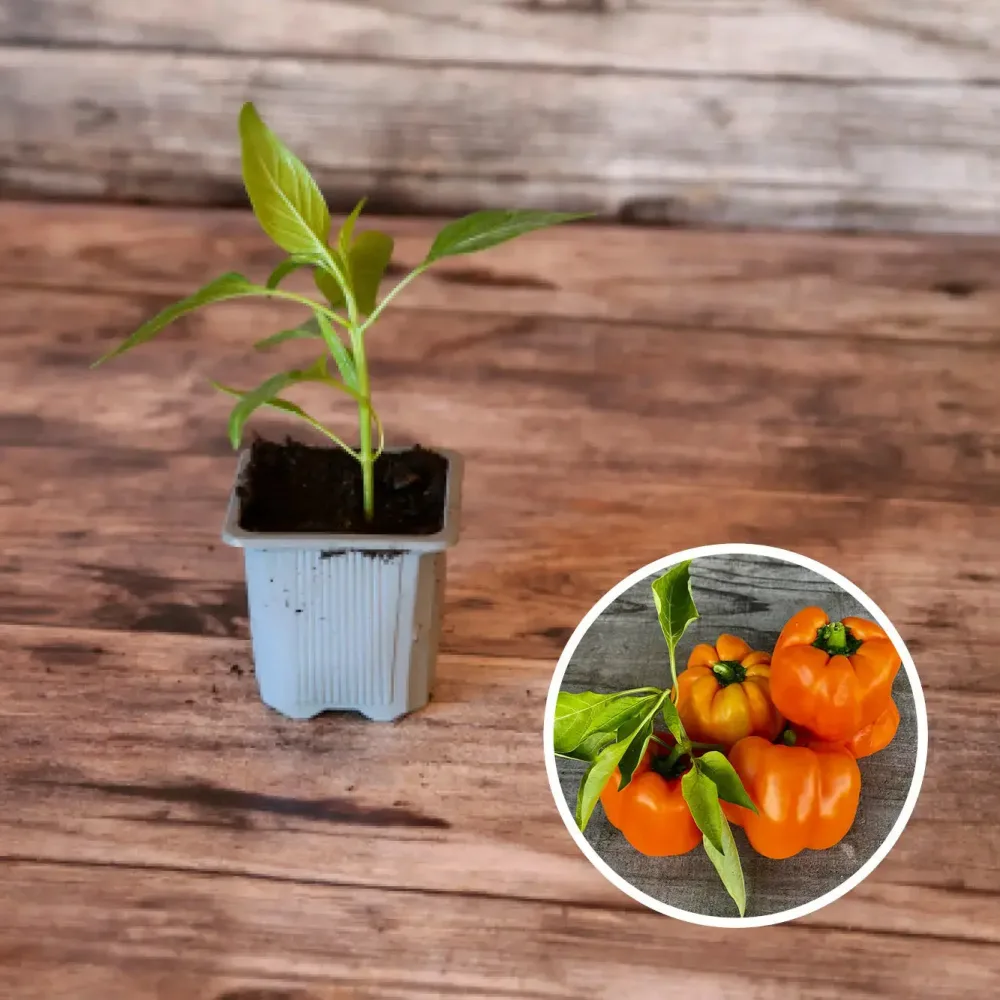POIVRON CALIFORNIA ORANGE WONDER AB - PLANT