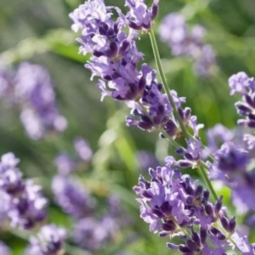Jardin sélection:Lavande - Le pot de 1 litre