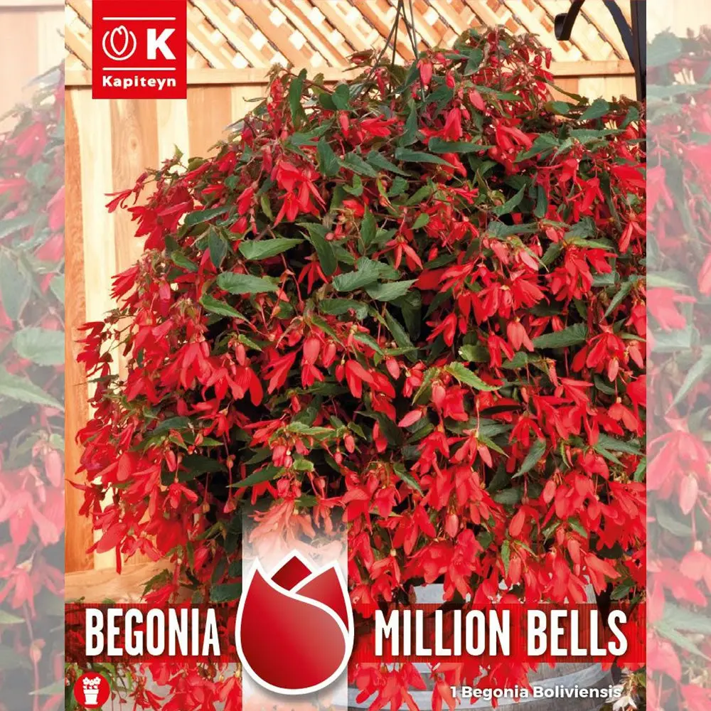 BÉGONIA BOLIVIENSIS MILLION BELLS
