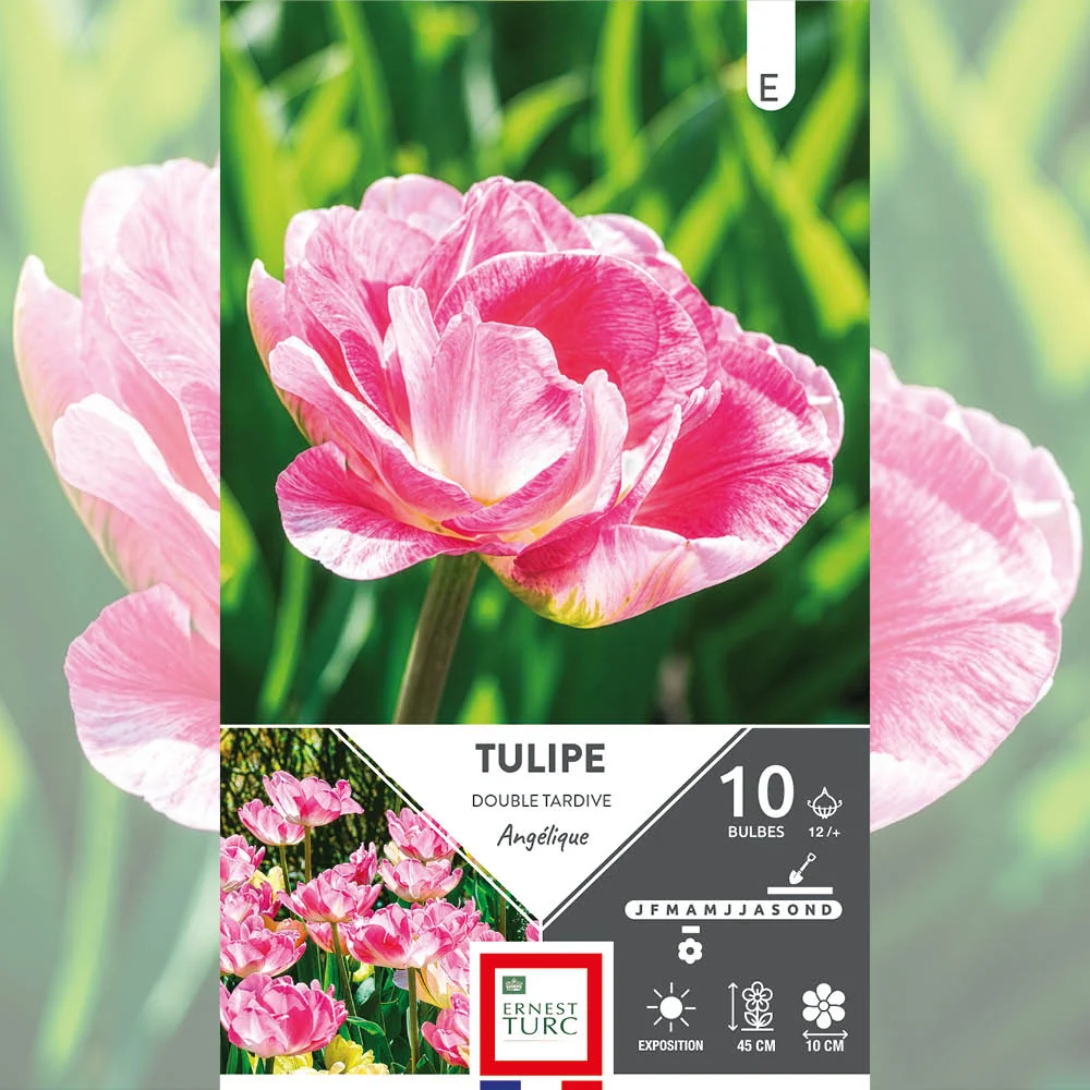 TULIPE DOUBLE TARDIVE ANGÉLIQUE